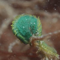 Groene bladkieuwworm