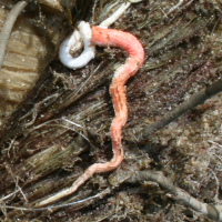 Rode kalkkokerworm