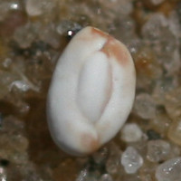 Quinqueloculina sp