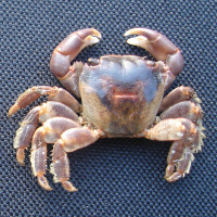 Columbuskrab