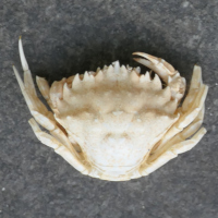 Gezaagde krab