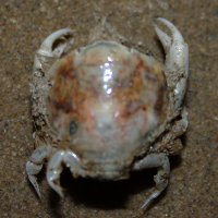 Nagelkrab