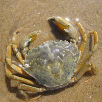 Strandkrab