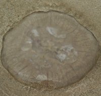 1516704178 1