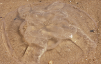 1516704178 4