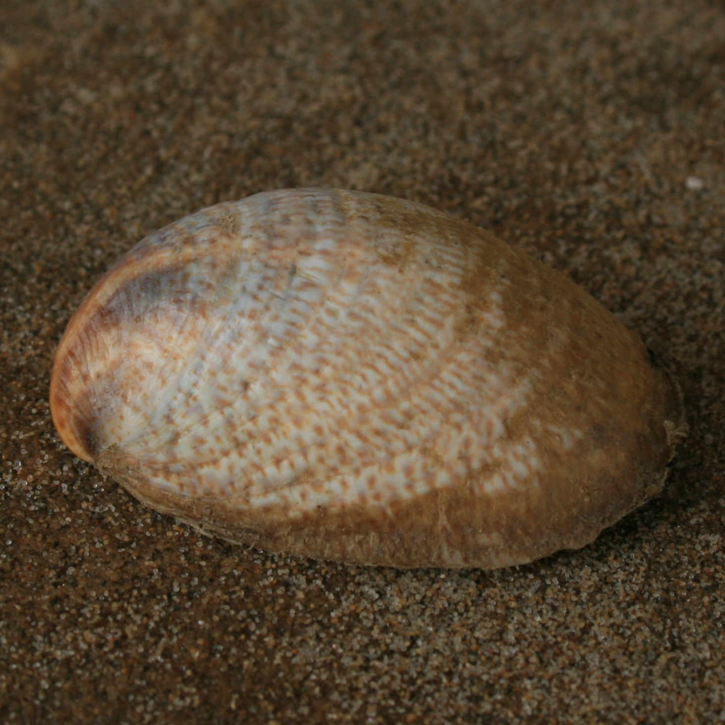 Crepidula fornicata strandwerkgemeenschap.nl