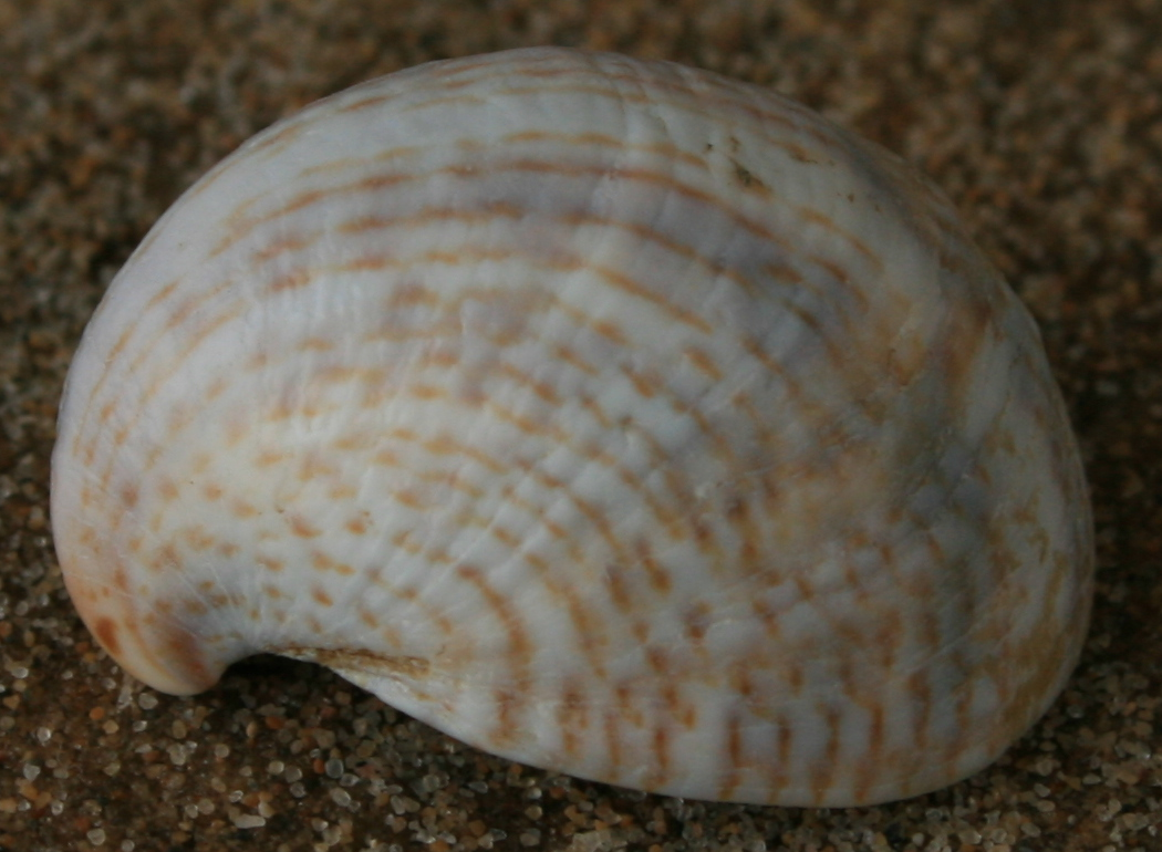 Crepidula fornicata strandwerkgemeenschap.nl