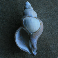 Neptunea angulata