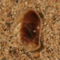 stekelhoren operculum