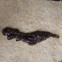 Schoenveterworm