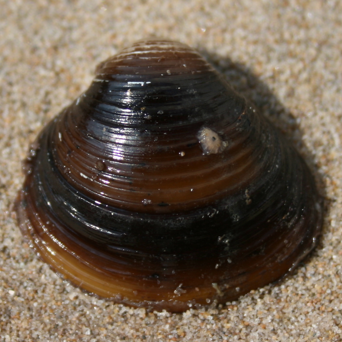 aziatische_korfmossel5-lg.png