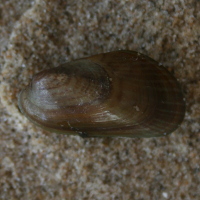 Aziatische mossel