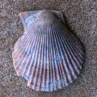 262876730 2
