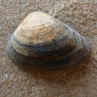 Fossiele halfgeknotte strandschelp