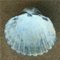 gedoornde hartschelp2 binnen