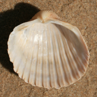 gedoornde hartschelp binnen