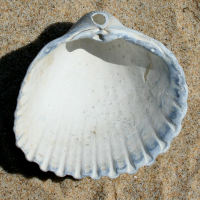 geknobbelde hartschelp binnen