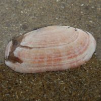 20230927 Strand Katwijk DSCN2794