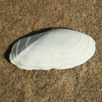 Geplooide zonneschelp