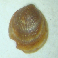 Geruite streepschelp