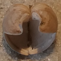 600182905 1