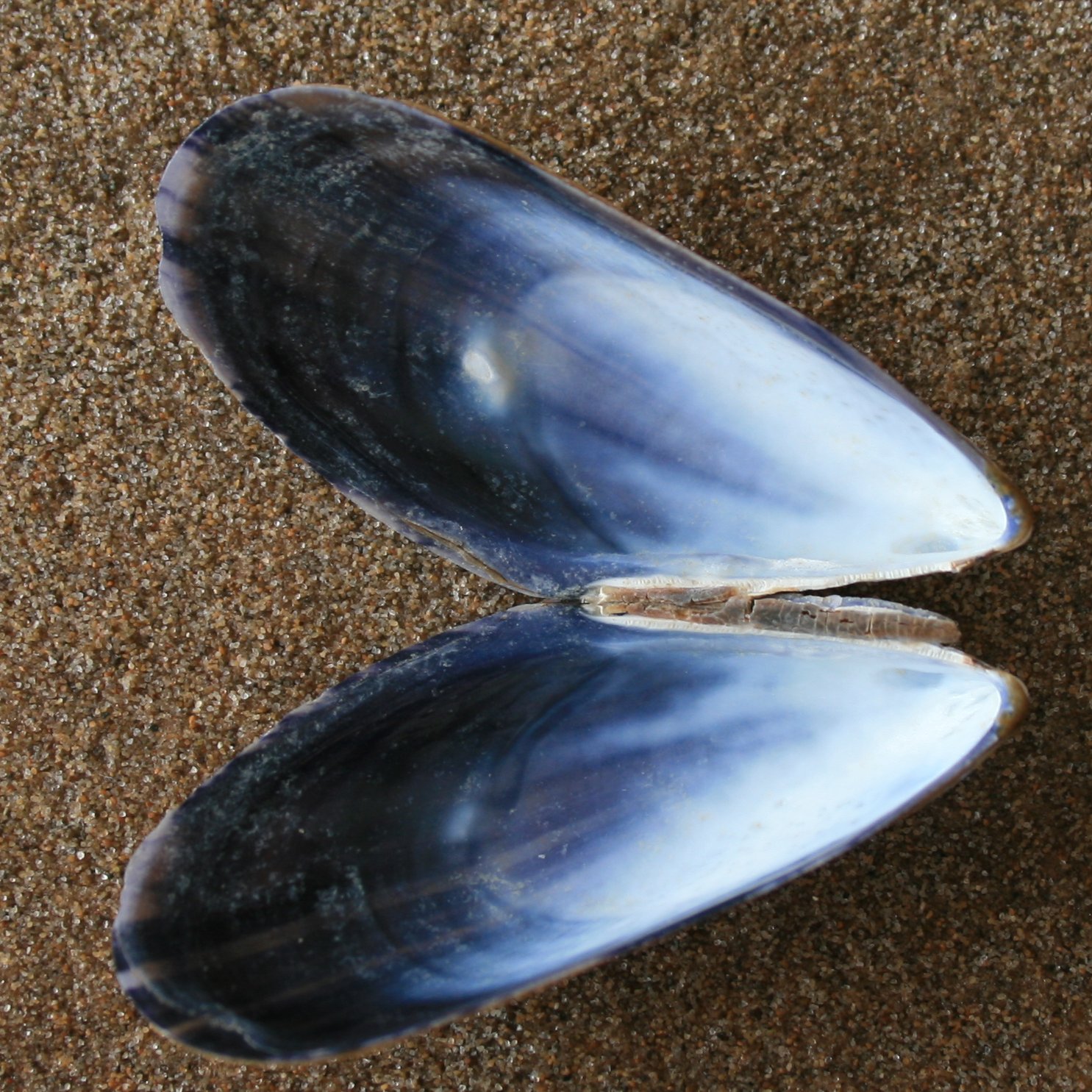 mossel1-lg.jpg