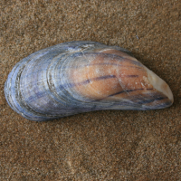 mossel2