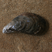 mossel6