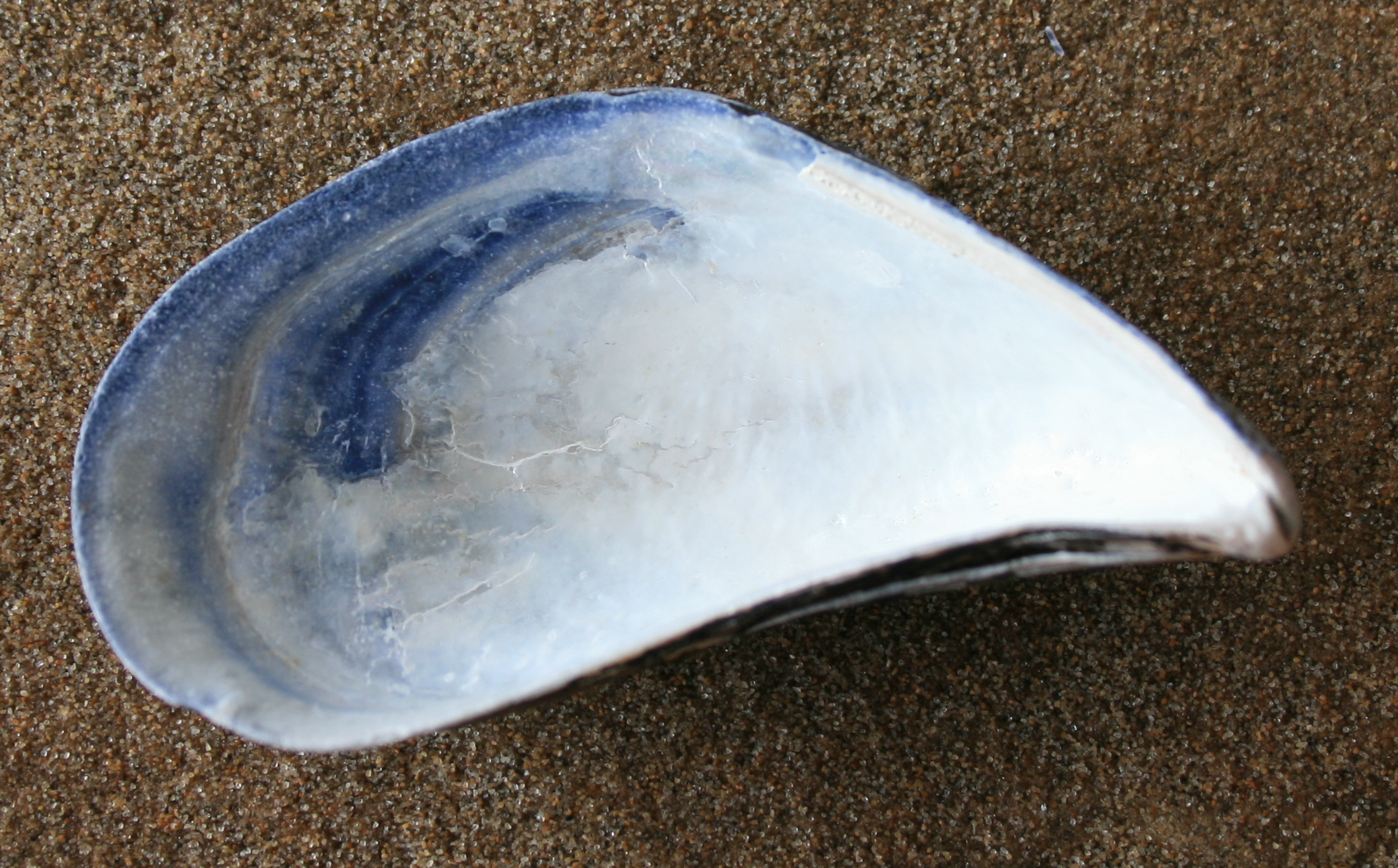 mossel7-lg.png