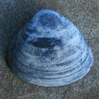 pleistocene strandschelp