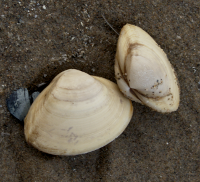 stevige strandschelp levend