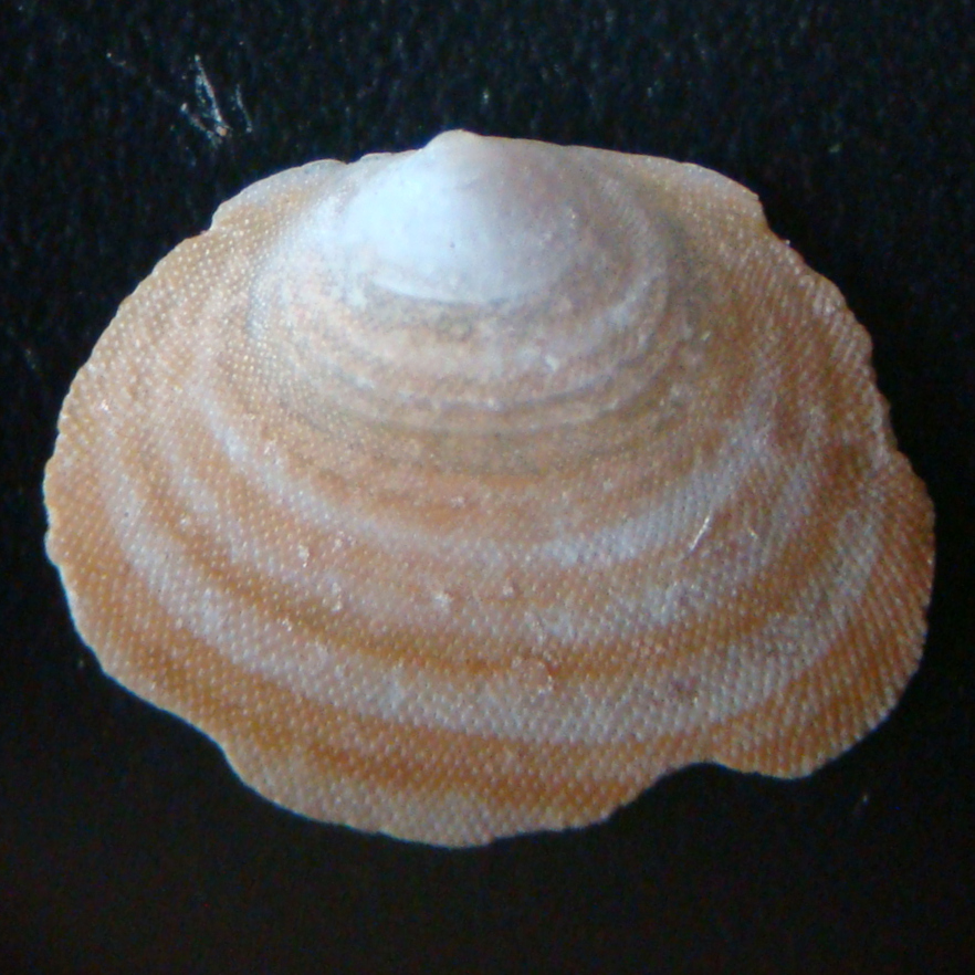 Stippelschelp-lg.jpg