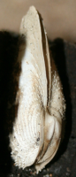 1911423516 7