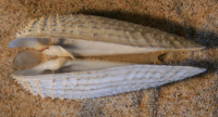 1911423516 1