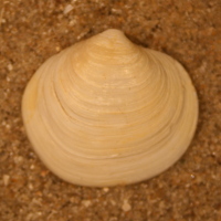 Zandschelp