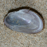 zwarte streepschelp binnen