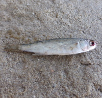 Diklipharder