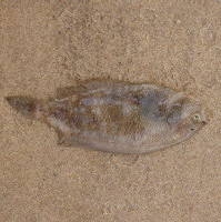 Schurftvis