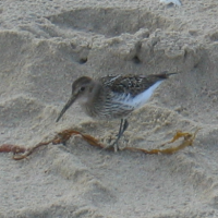 Bonte strandloper