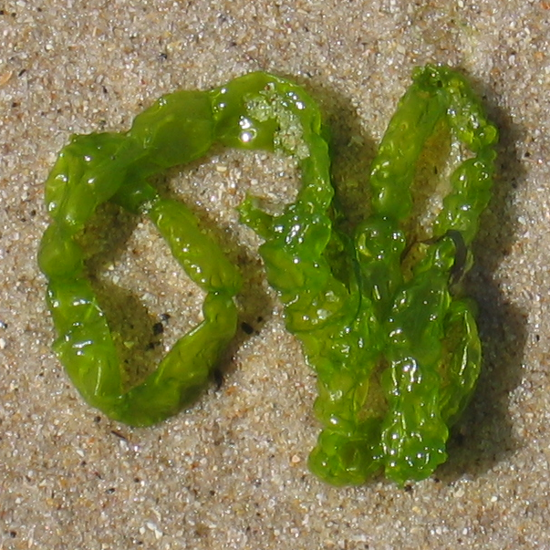 2009699406 3