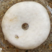 1155775109 1