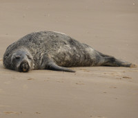 Grijze zeehond